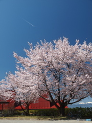 桜咲く風景