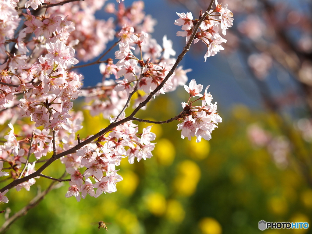 お花見日和