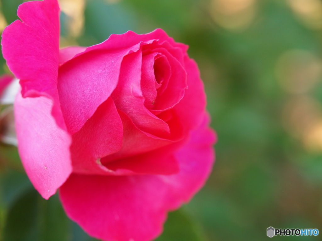 寒中の薔薇
