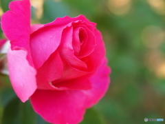 寒中の薔薇