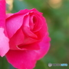 寒中の薔薇