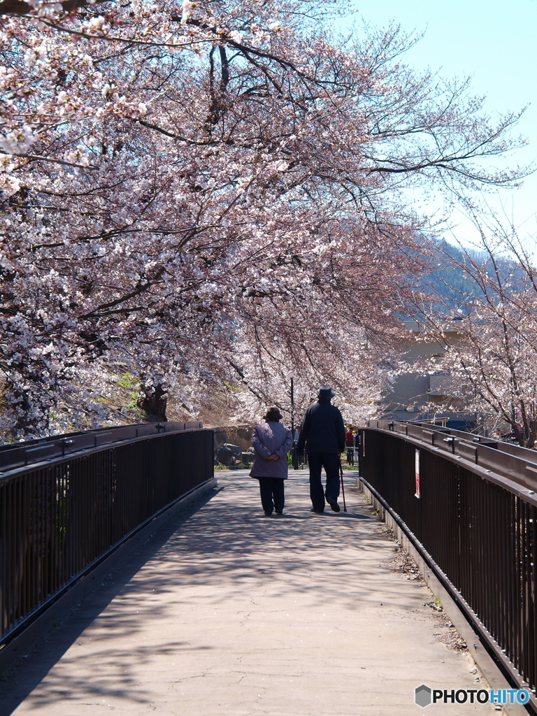 桜咲く散歩道