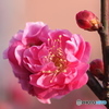 紅梅香り立つ