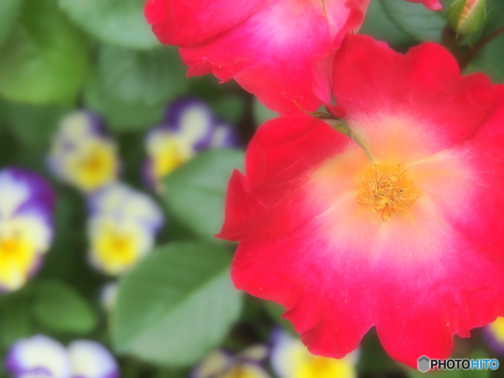 愛情の花