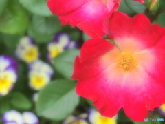 愛情の花