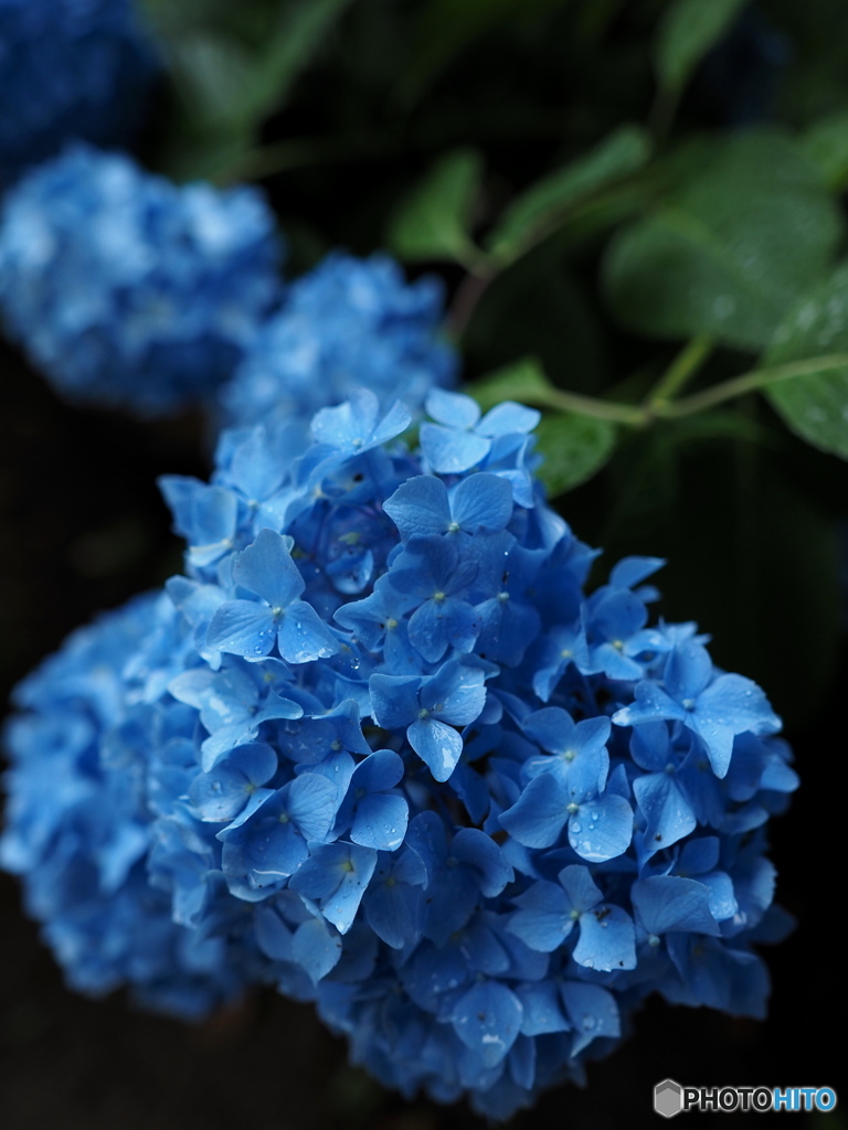 蒼くしっとりと