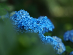 碧き紫陽花の花