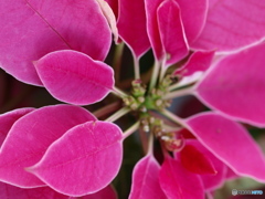 shocking pink