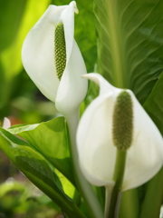 春咲く水芭蕉Ⅱ