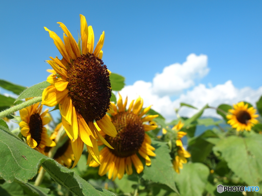 暑い夏がやっと来た