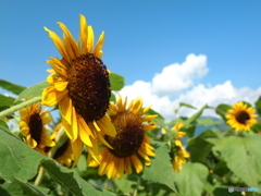 暑い夏がやっと来た