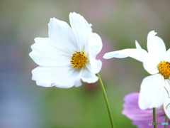 秋風に咲く