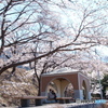 春に寄り添う