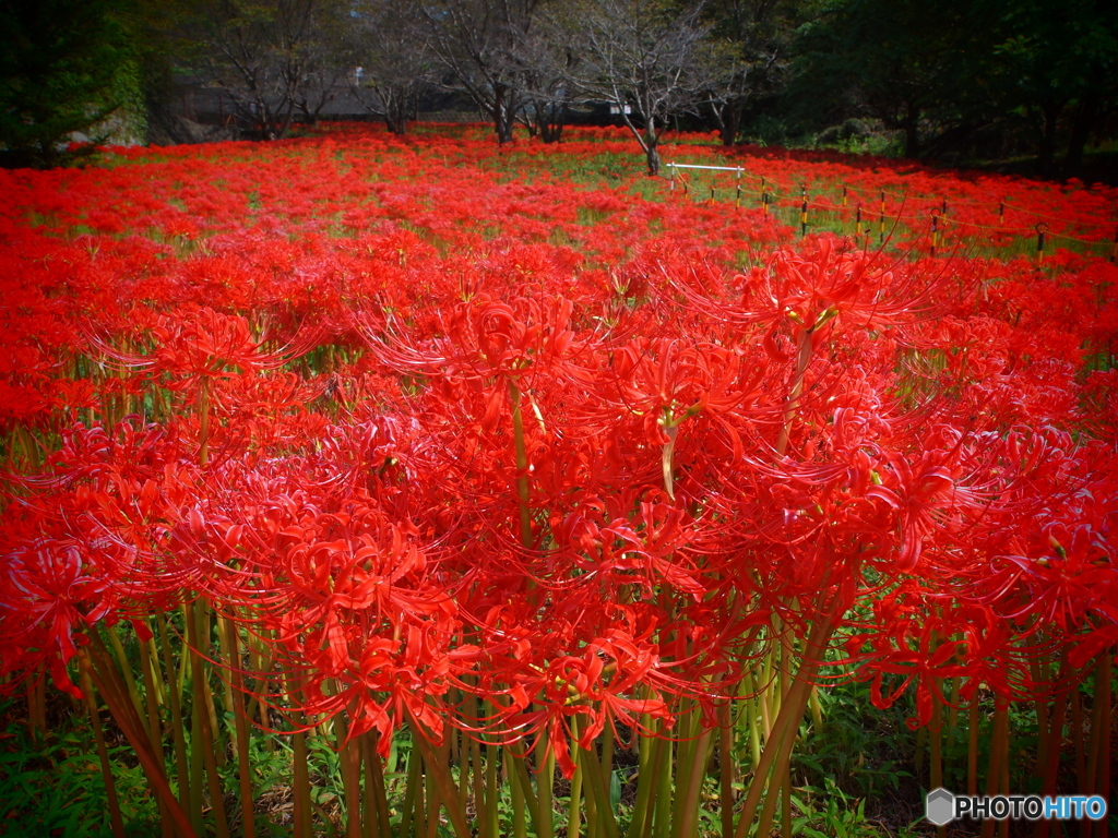 紅の森
