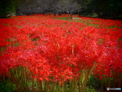 紅の森