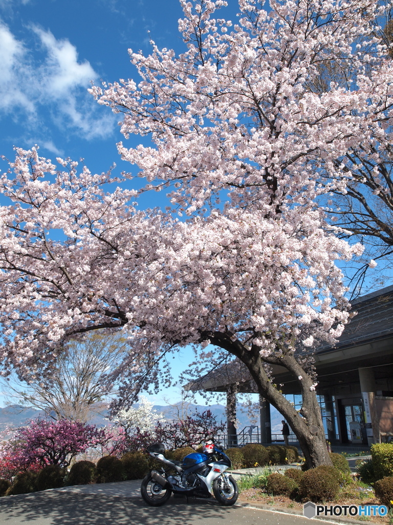 桜の下でしばし休息