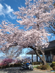桜の下でしばし休息