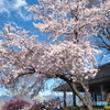 桜の下でしばし休息