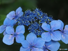 藍き花