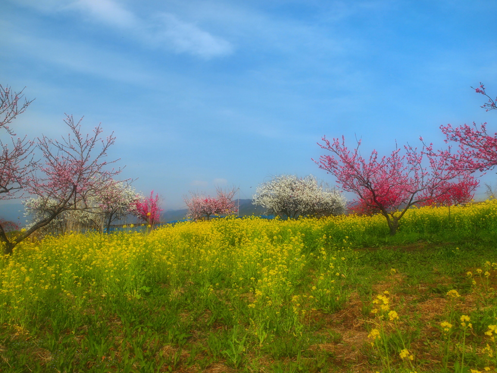 里山に桃の花咲く