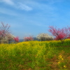 里山に桃の花咲く