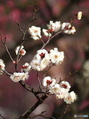 春を告げる白梅