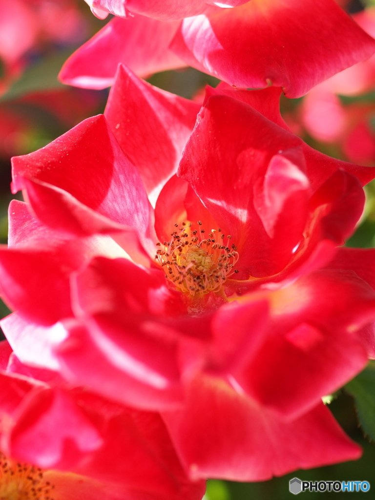情熱の赤い薔薇
