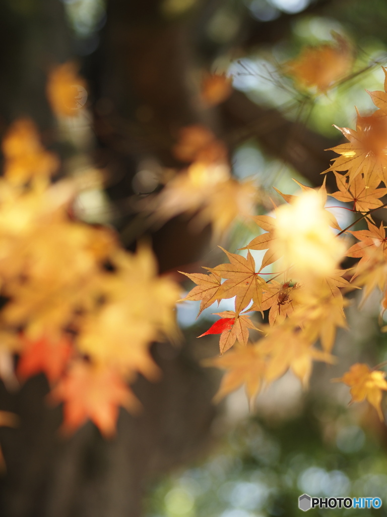 紅葉狩りⅡ