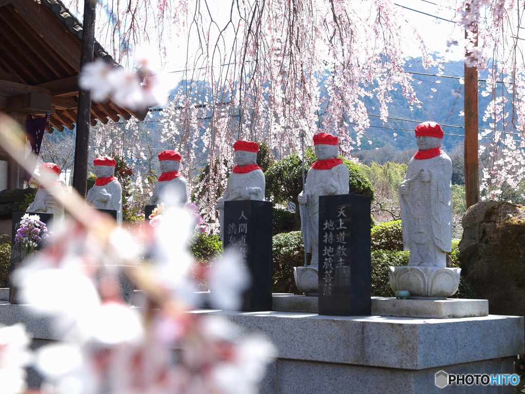 お花見日和