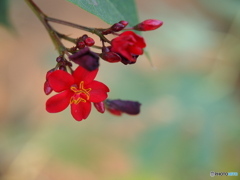 名も知らず咲く花
