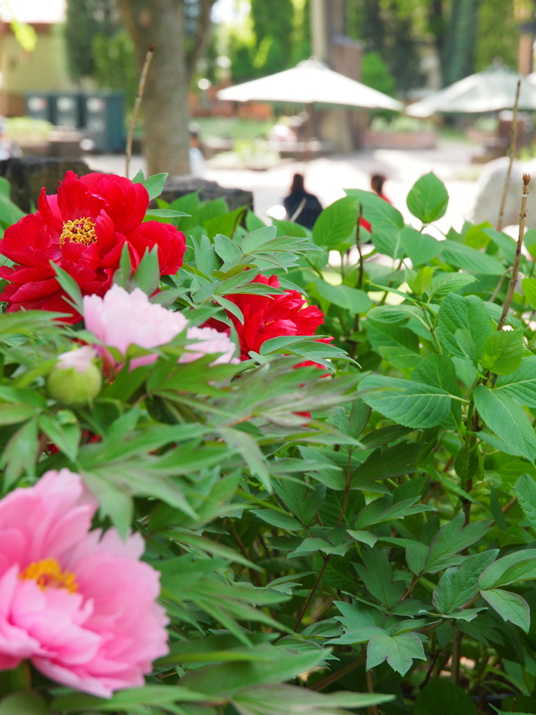 昼下がりの公園