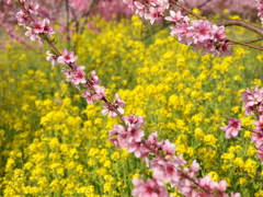 菜の花と桃の共演