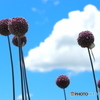 夏空に浮く
