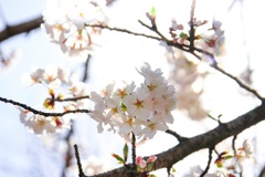 桜