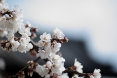 桜華