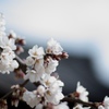 桜華