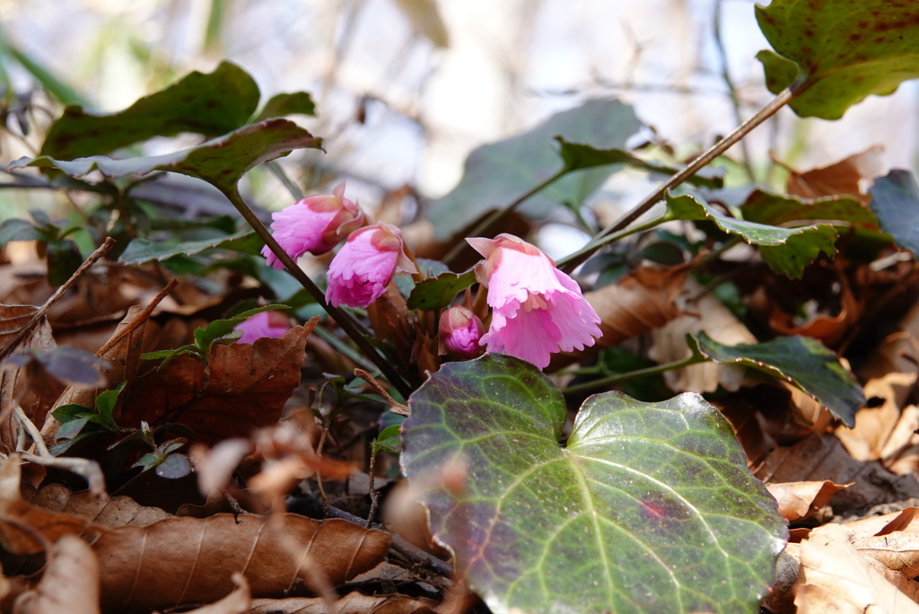 山に春の花が咲き始めました。