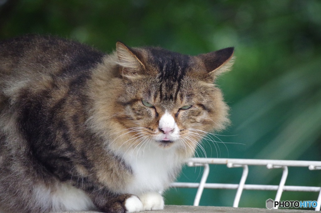 野良猫ハンター