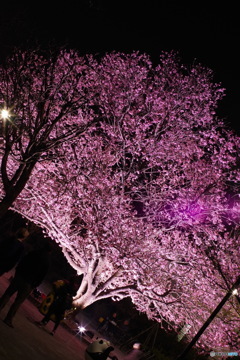 夜桜。