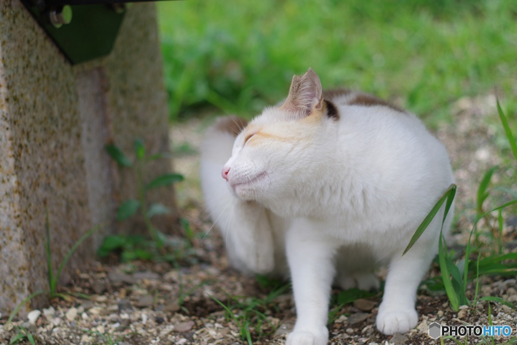 野良猫ハンター