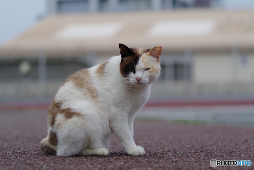 野良猫ハンター