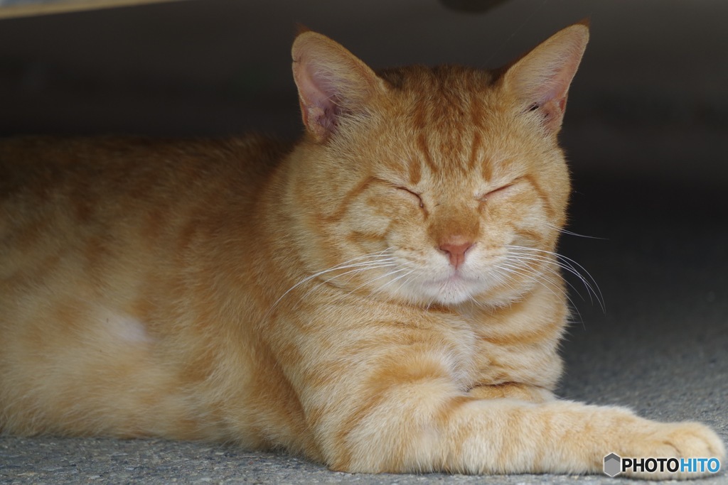 野良猫ハンター