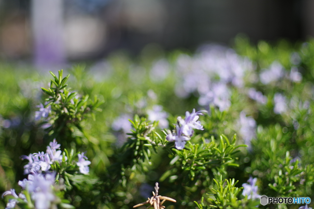 その辺の花