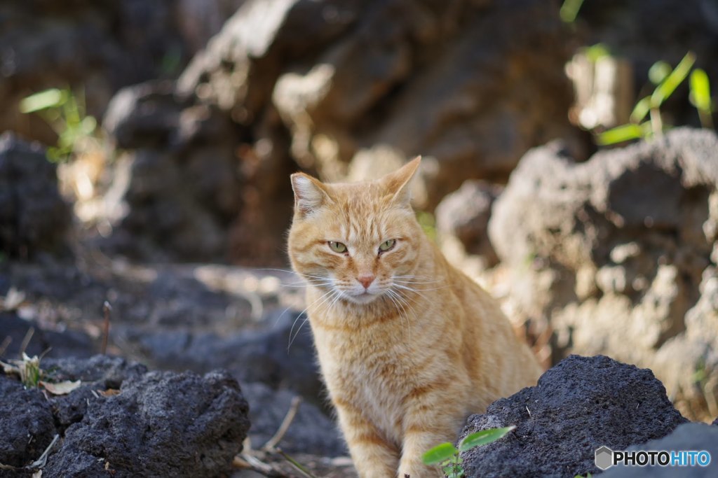 野良猫ハンター