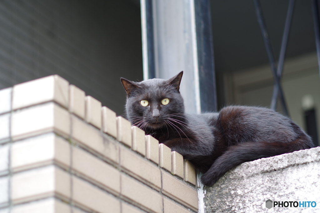 くろねこやまと