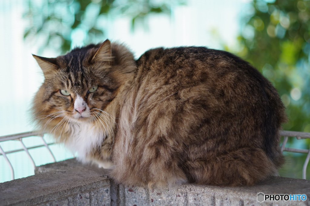 野良猫ハンター