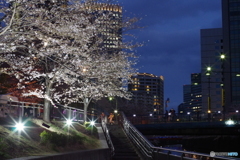 夜桜