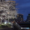 夜桜