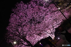 夜桜