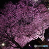 夜桜